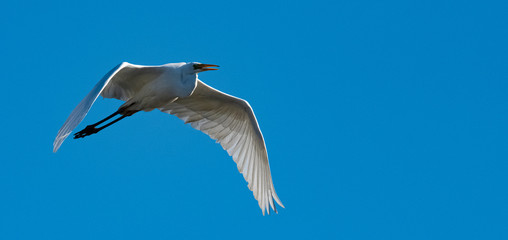 grande aigrette