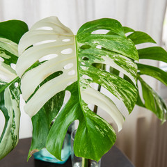 Urban jungle - Zimmerpflanzen - Monstera - Monstera Deliciosa Variegata © knipseria