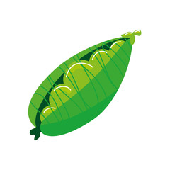 pod pea plant isolated icon vector illustration design