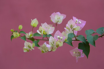 Bougainvilleas with in nature with blurred background. Paper flower .