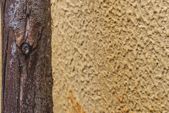 textura arvore
