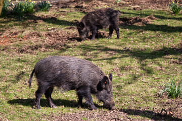 Wild Boar Grazing