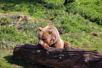 Brown Bear