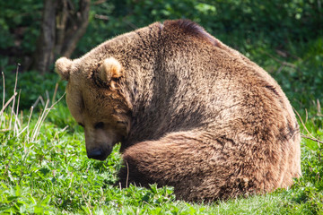 Obraz premium Brown Bear In The Forest