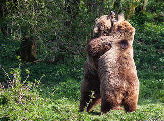 Two Bears Fighting