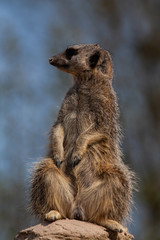 Meercat Looking Right