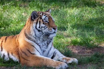 Male Siberian Tiger