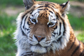 Tiger Close-Up