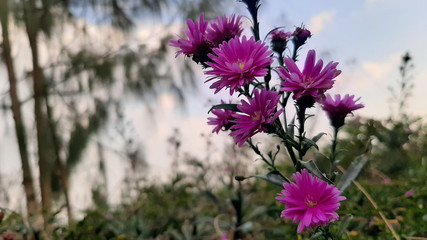 Fototapeta premium Spring time