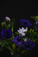 Obraz na płótnie Canvas Bouquet di anemoni viola - fiori in vaso - sfondo scuro