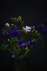 Bouquet di anemoni viola - fiori in vaso - sfondo scuro