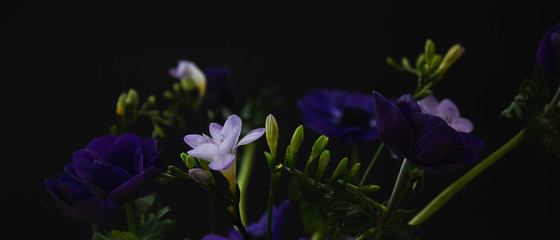 Fototapeta na wymiar Bouquet di anemoni viola - fiori in vaso - sfondo scuro