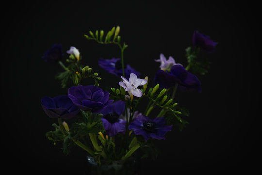 Bouquet di anemoni viola - fiori in vaso - sfondo scuro