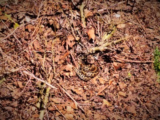 snake in forestadder