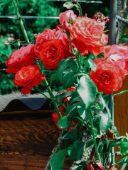 bouquet of red roses
