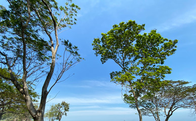 Big green tree in blue sky background.
