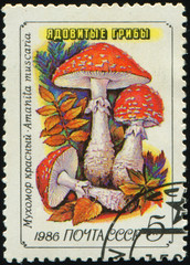 USSR - CIRCA 1986: stamp 5 Soviet kopek printed by USSR, shows mushrooms Fly agaric (Amanita...