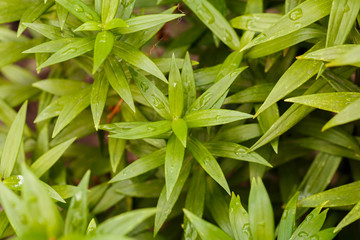 Bush with unopened lily buds in the spring garden