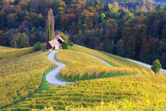 Famous heart-shaped wine road in Slovenia in autumn