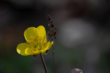 golden button, yellow buttercup in spring