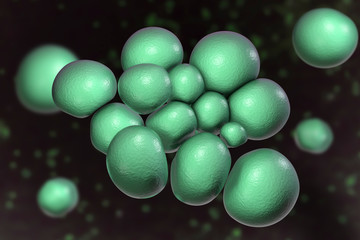 Bacteria Ureaplasma urealitycum