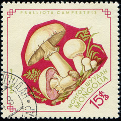 MONGOLIA - CIRCA 1964: stamp 15 Mongol mongo printed by Mongolia, shows mushrooms Psalliota...