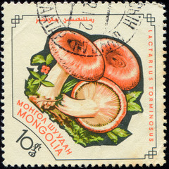 MONGOLIA - CIRCA 1964: stamp 10 Mongol mongo printed by Mongolia, shows mushrooms Lactarius...