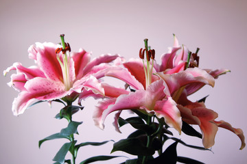 Fiori di lilium rosa