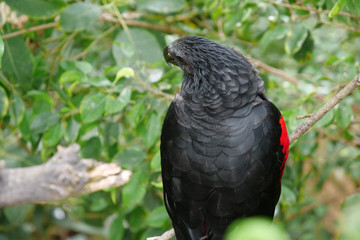 Black bird sits on tree in forest