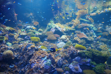 Fototapeta na wymiar Underwater life
