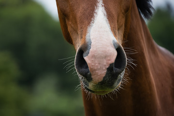 Nüstern eines braunen Pferdes © URS.INHO