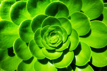 Aeonium arboreum Succulent plant close-up green flower from California, USA