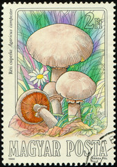 HUNGARY - CIRCA 1984: stamp 2 Hungarian forint printed by Hungary, shows mushrooms Agaricus...