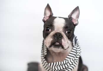 Portrait of a smart, loyal and fashionable dog and friend of the Boston Terrier breed in a striped scarf.