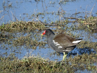 waterhen (Gallinula chloropus) stood in pond margins during late winter