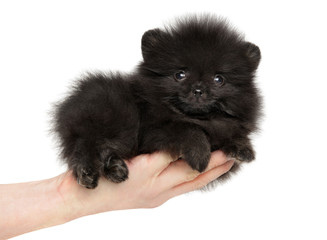Fototapeta premium Pomeranian Spitz puppy in hand