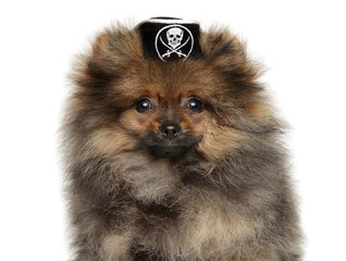 Obraz premium Pomeranian Spitz puppy in pirate hat