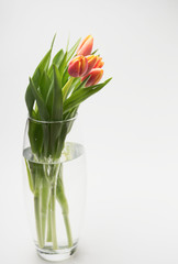 bouquet of tulips in glass vase isolated on white