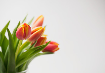 Bouquet of tulips on white background, selective focus. Copy space