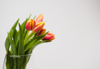 Bouquet of tulips closeup on white background, selective focus. Copy space