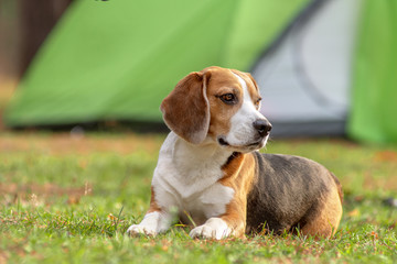 Portrait of lying beagle puppy near the hammock in the grass on open air