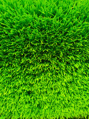 Beautiful green grass background texture and environment concept, green field garden