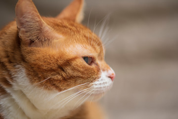 Homemade ginger frightened cat photographed in studio close-up.