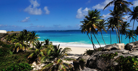 Fototapeta premium Beach and Palm Trees
