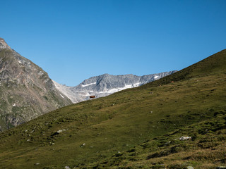 alpine pasture with cows, high mountains with glacier in the background