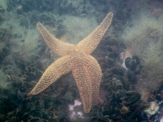 Forbes Sea Star