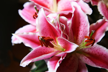 Primo piano di fiori di lilium rosa, isolati su fondo nero