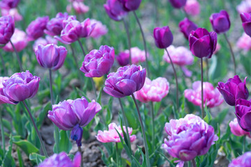 Spring blooming pink tulips view.