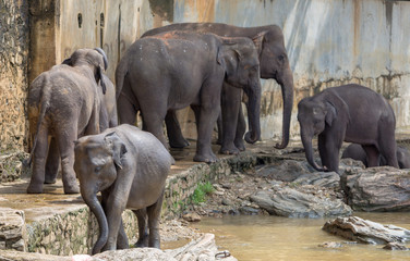 Fototapeta premium elephant in the river