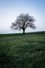 Fototapeta na wymiar Isolated green tree on a green field with high format